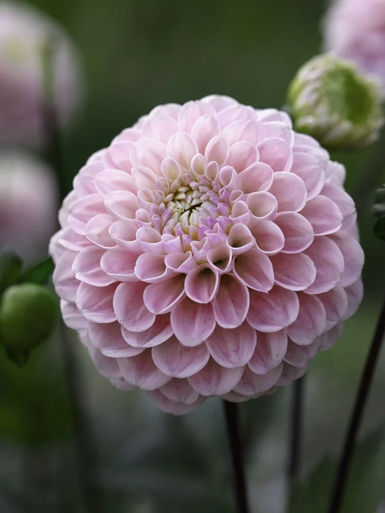 Dahlia 'Wizard of Oz' - Image 2