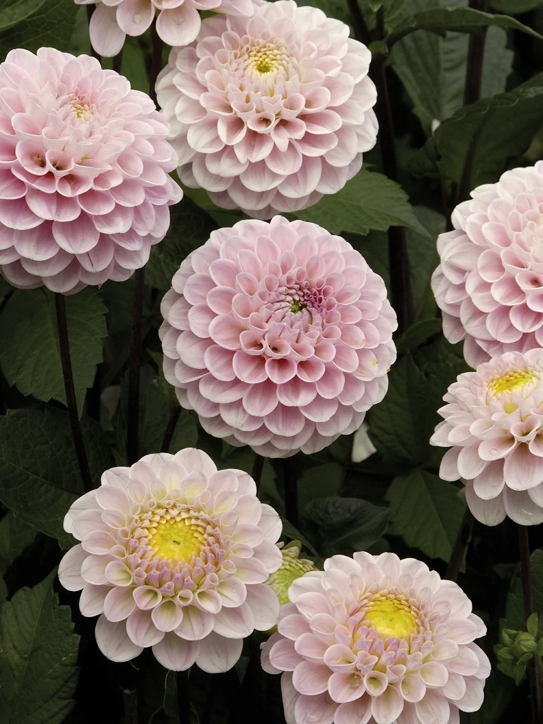 Dahlia 'Wizard of Oz' - Image 3