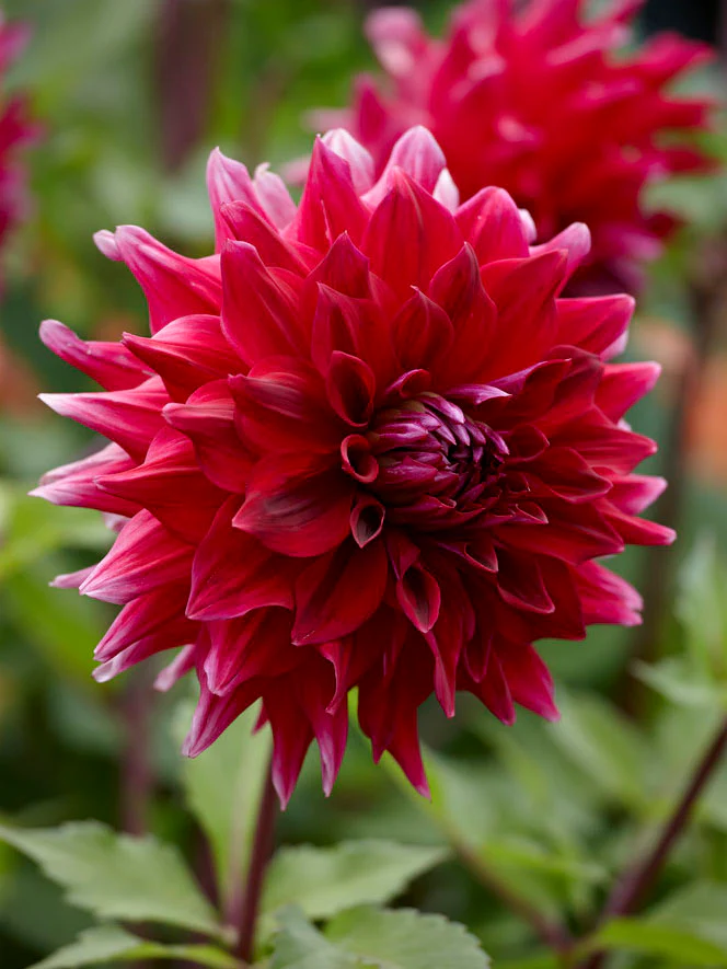 Dahlia 'Zorro' - Image 2