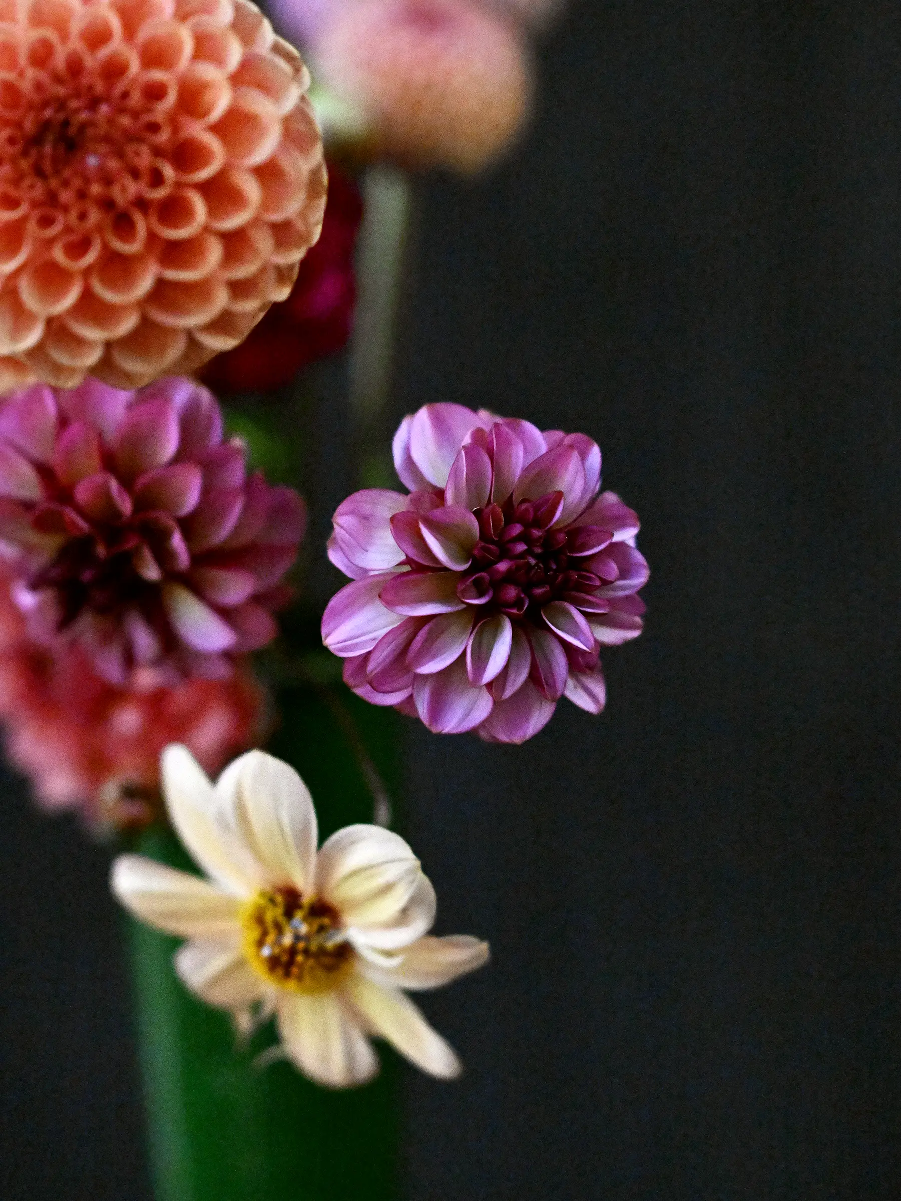 Dahliamix 'Petal Dusk' - Image 2