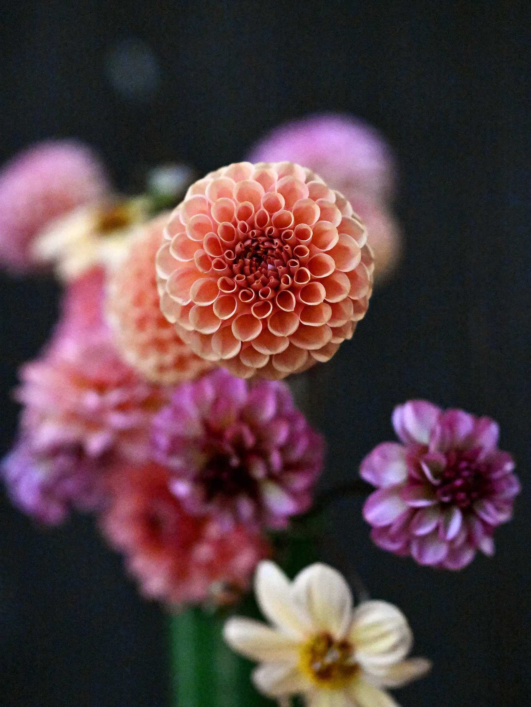 Dahliamix 'Petal Dusk' - Image 3
