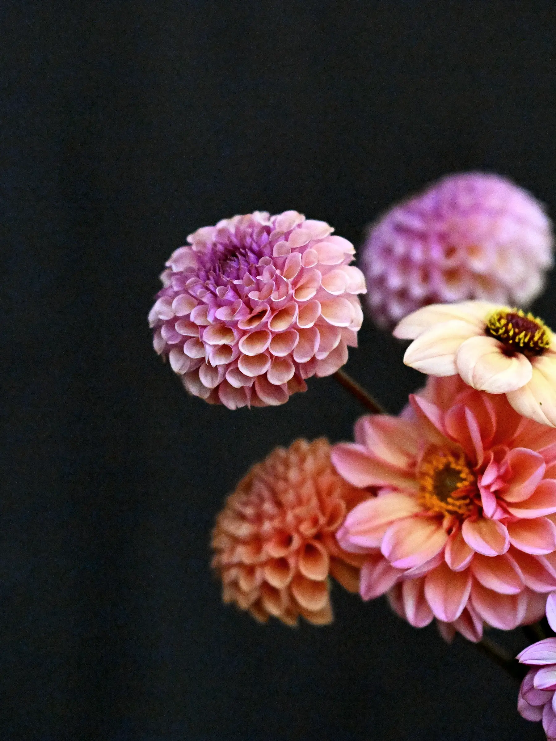 Dahliamix 'Petal Dusk' - Image 4