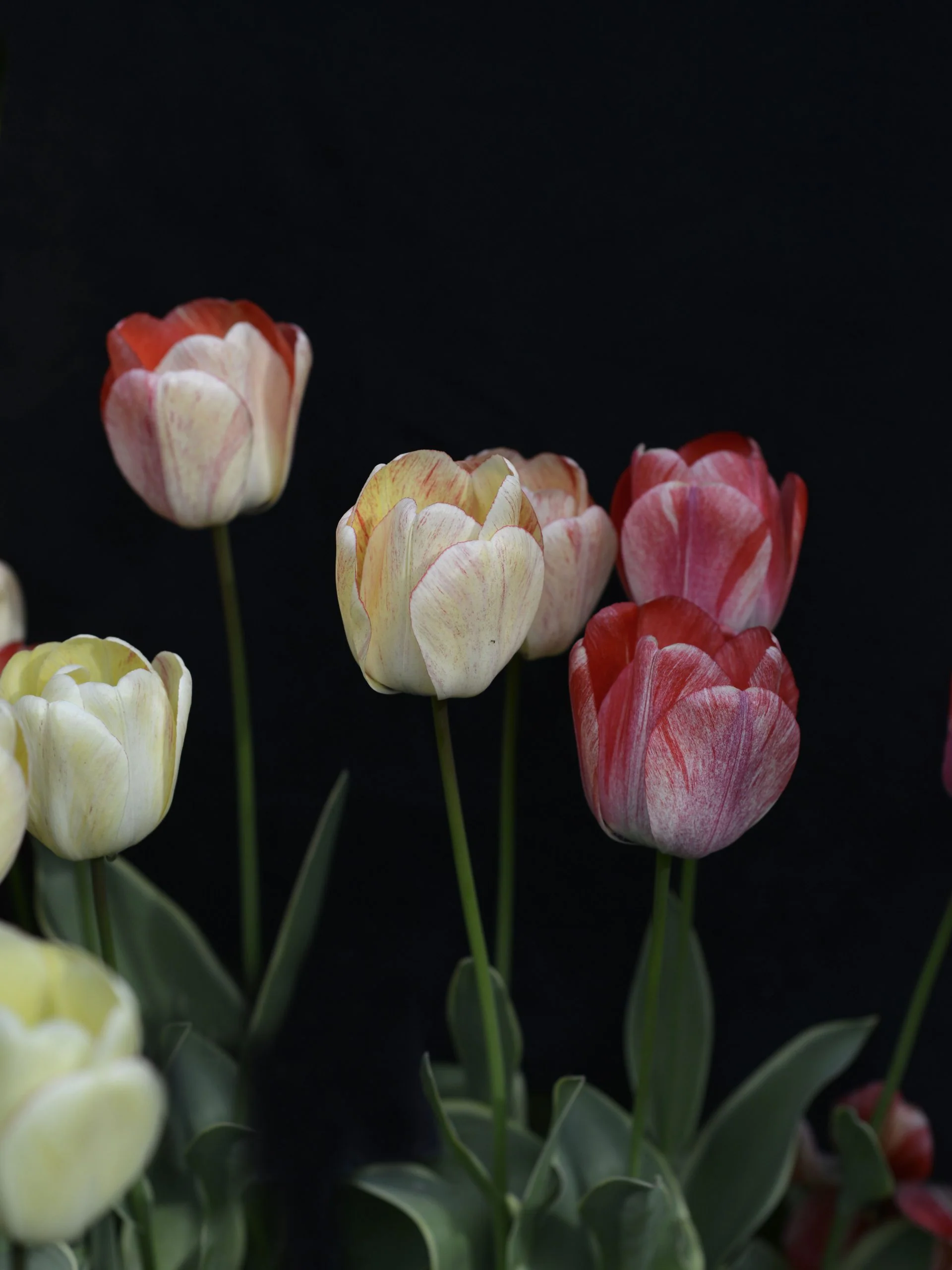 Miniatyrbild 1
