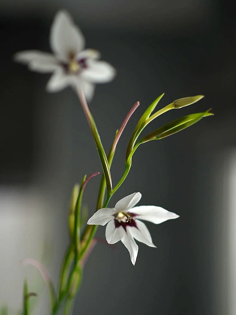 Doftlilja Gladiolus Murielae - Image 3