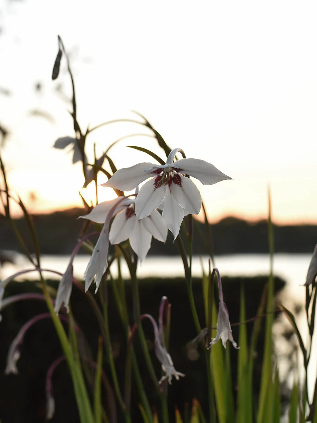 Doftlilja Gladiolus Murielae - Image 4