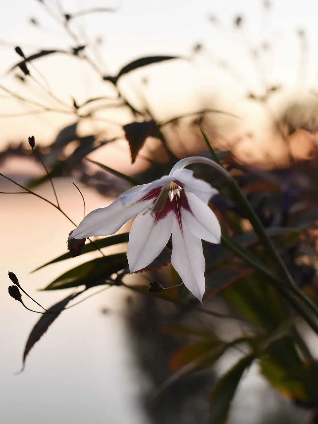 Doftlilja Gladiolus Murielae - Image 5