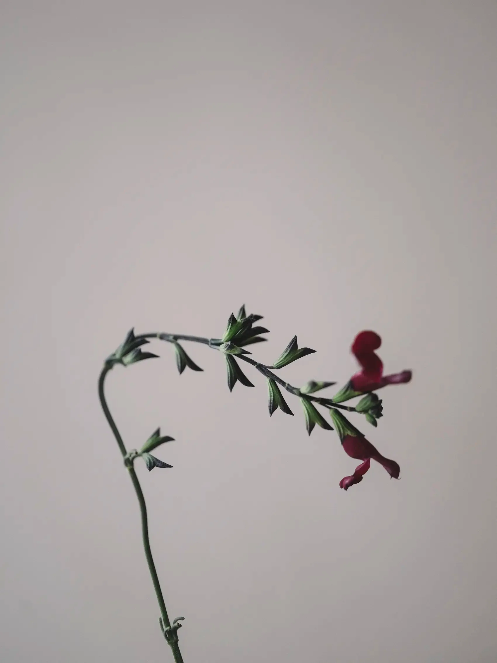 Doftljus 'Black Currant Sage' 350 g - Image 3