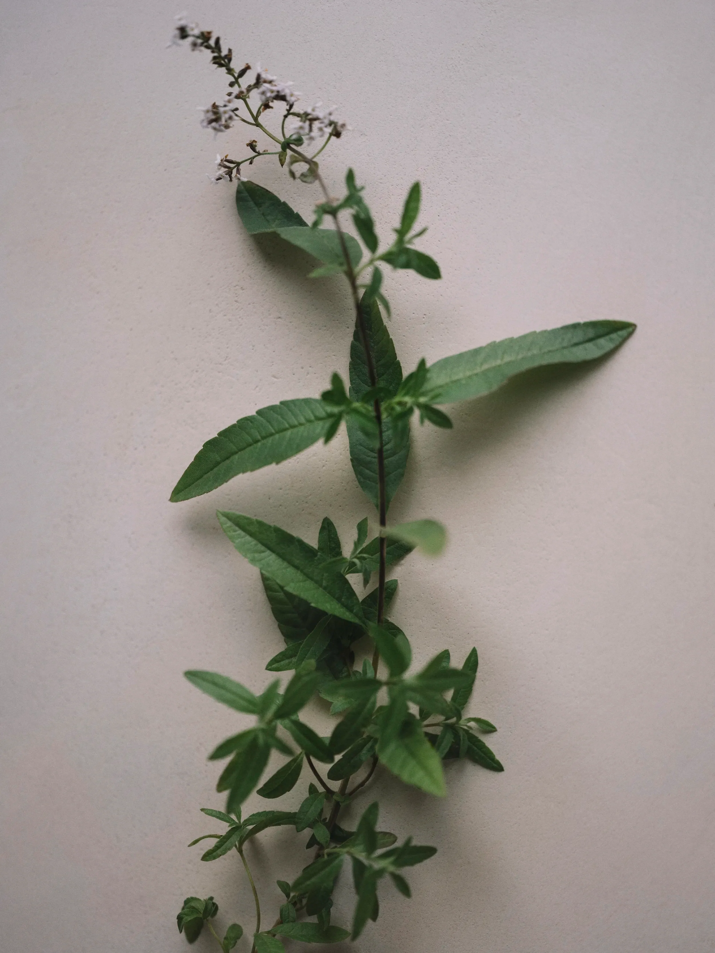Miniatyrbild 2