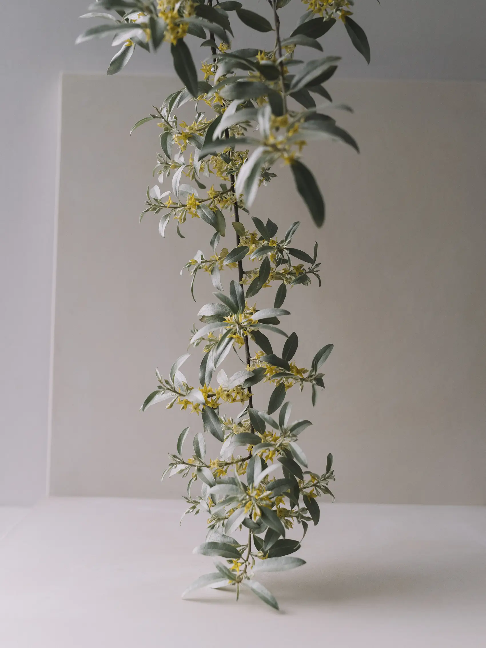 Doftljus 'Silverberry' 350 g - Image 5