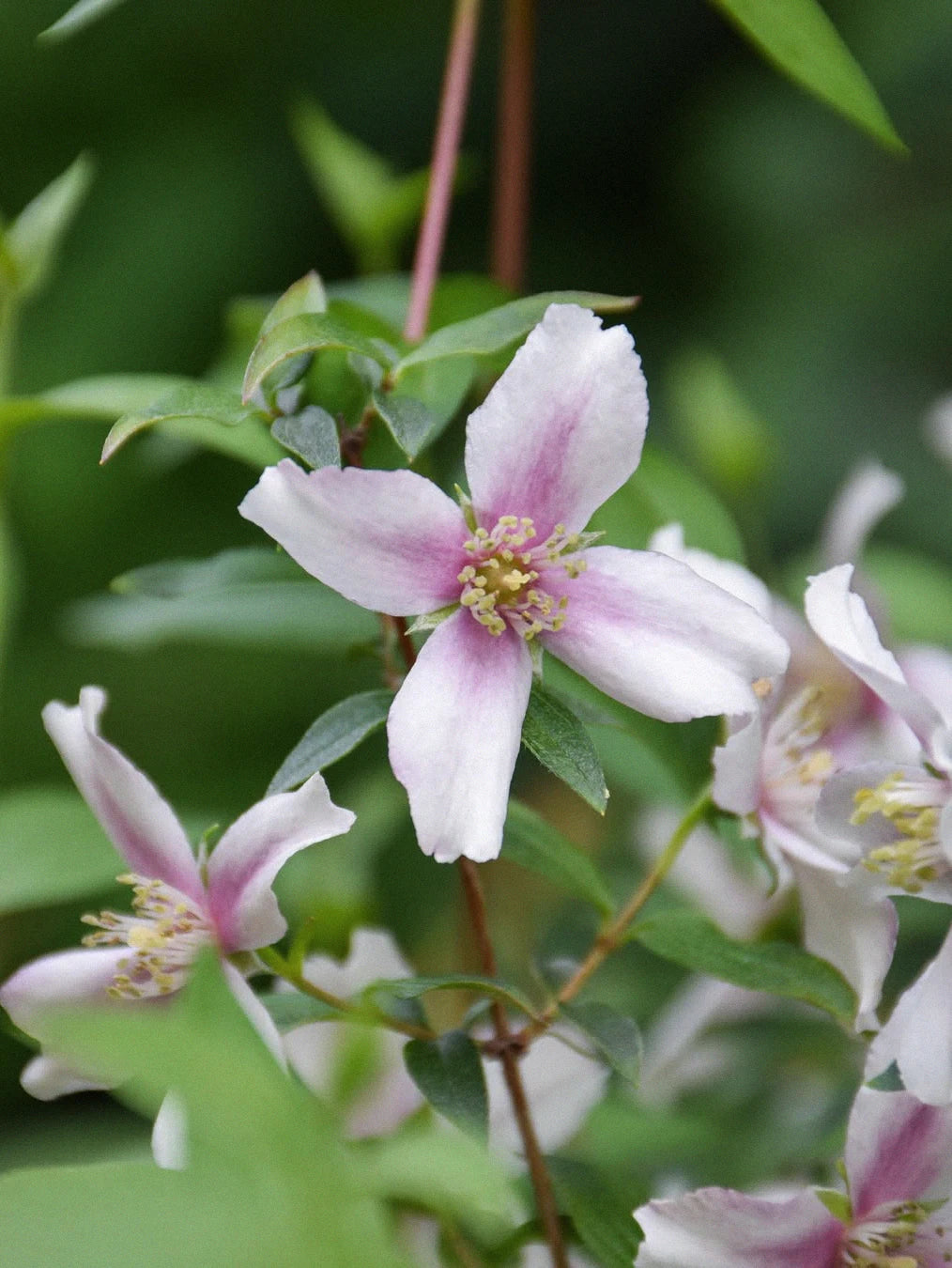Doftschersmin 'Petite Perfume Pink' - Image 2
