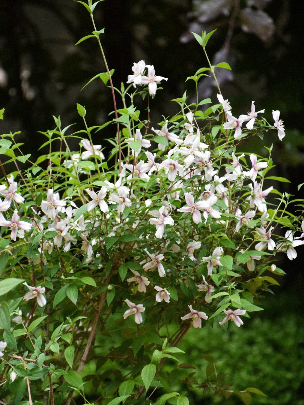 Doftschersmin 'Petite Perfume Pink' - Image 3
