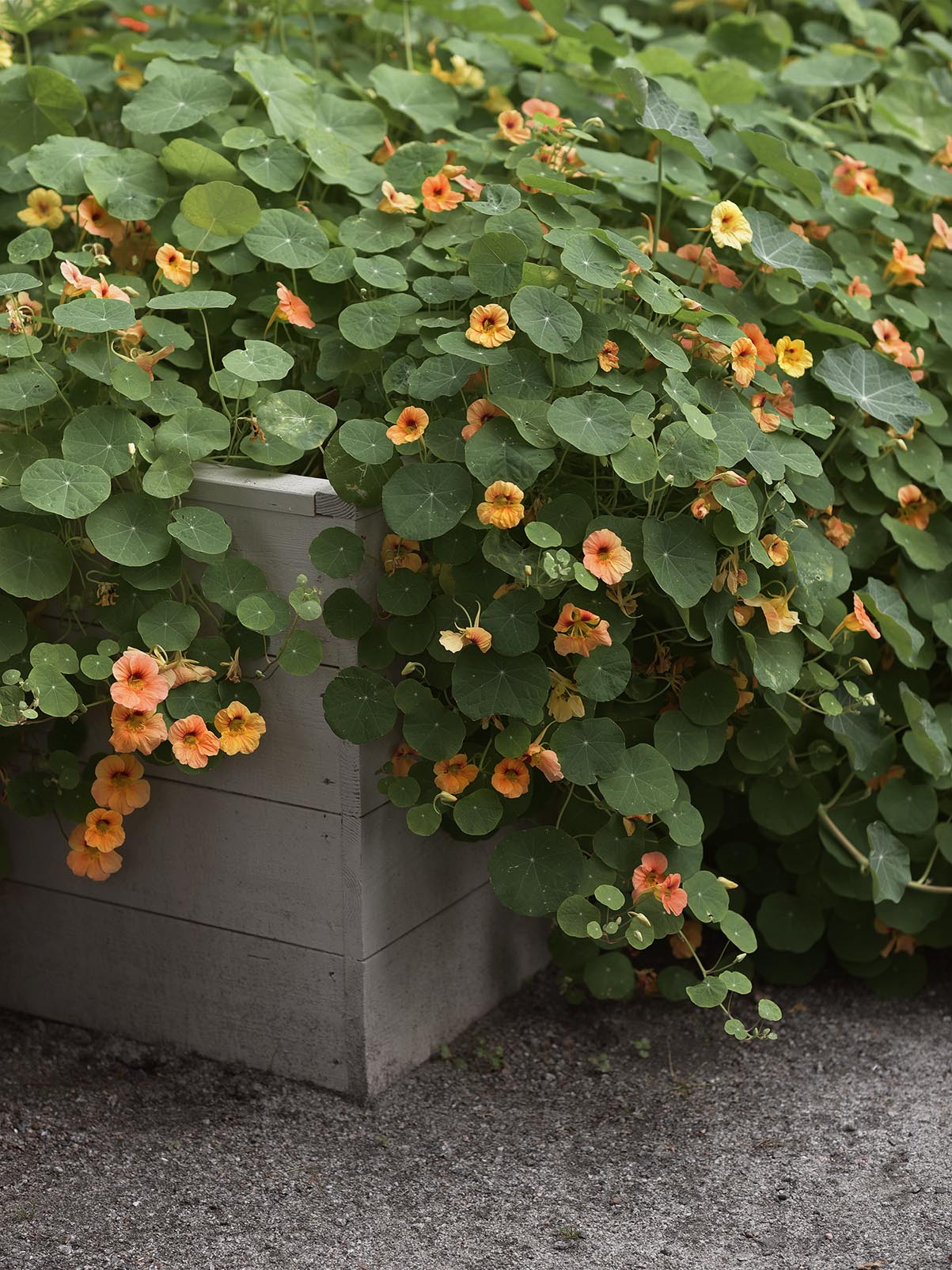 Dvärgkrasse 'Apricot' - Image 4