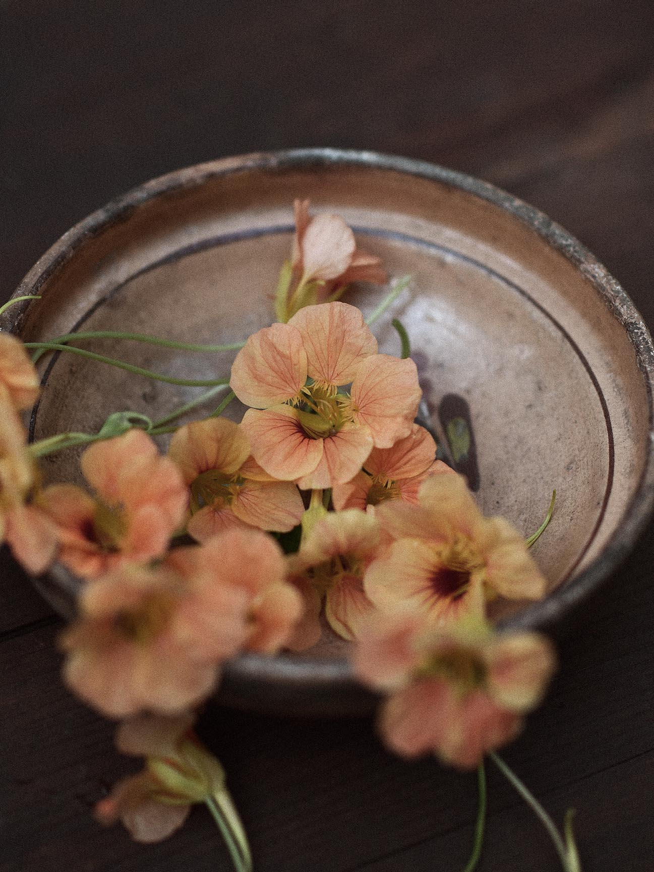Dvärgkrasse 'Apricot' - Image 5