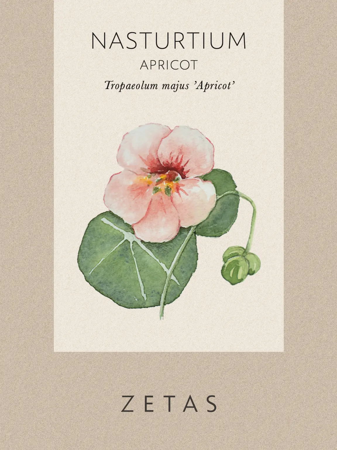 Dvärgkrasse 'Apricot' - Image 6