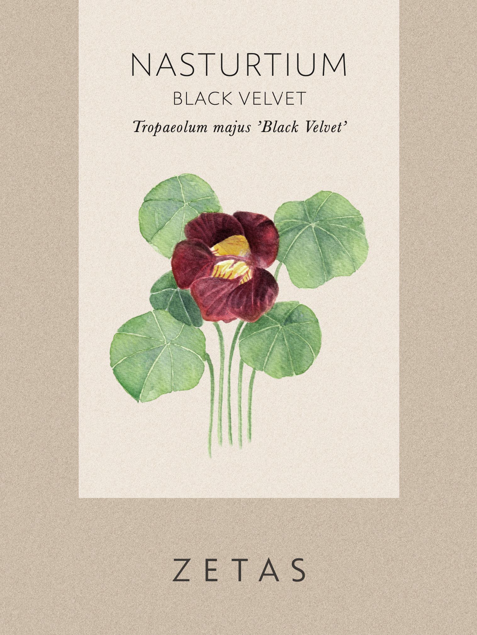 Dvärgkrasse 'Black Velvet' - Image 4