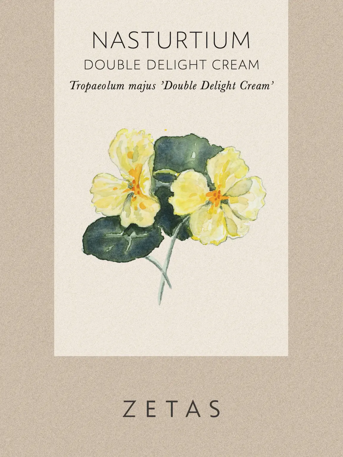 Dvärgkrasse 'Double Delight Cream' - Image 3