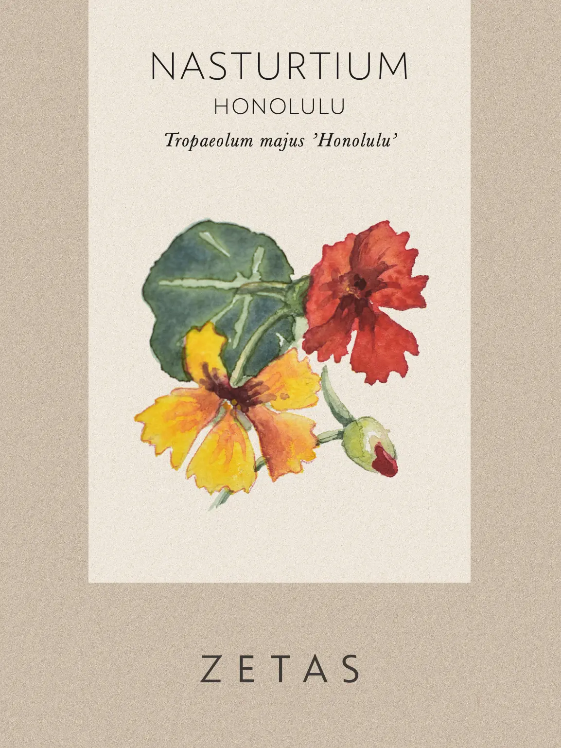Dvärgkrasse 'Honolulu' - Image 2