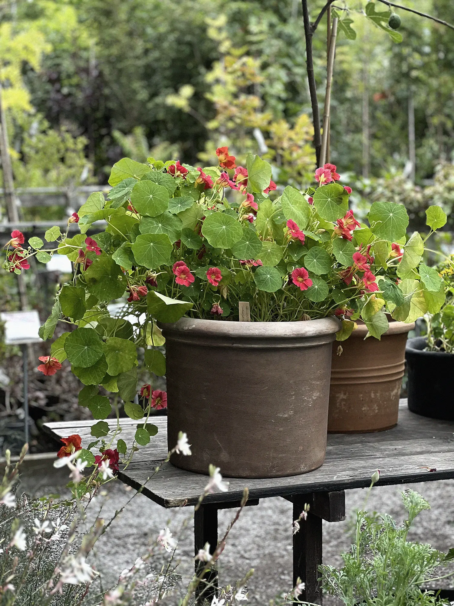 Dvärgkrasse 'Jewel Cherry Rose' - Image 4