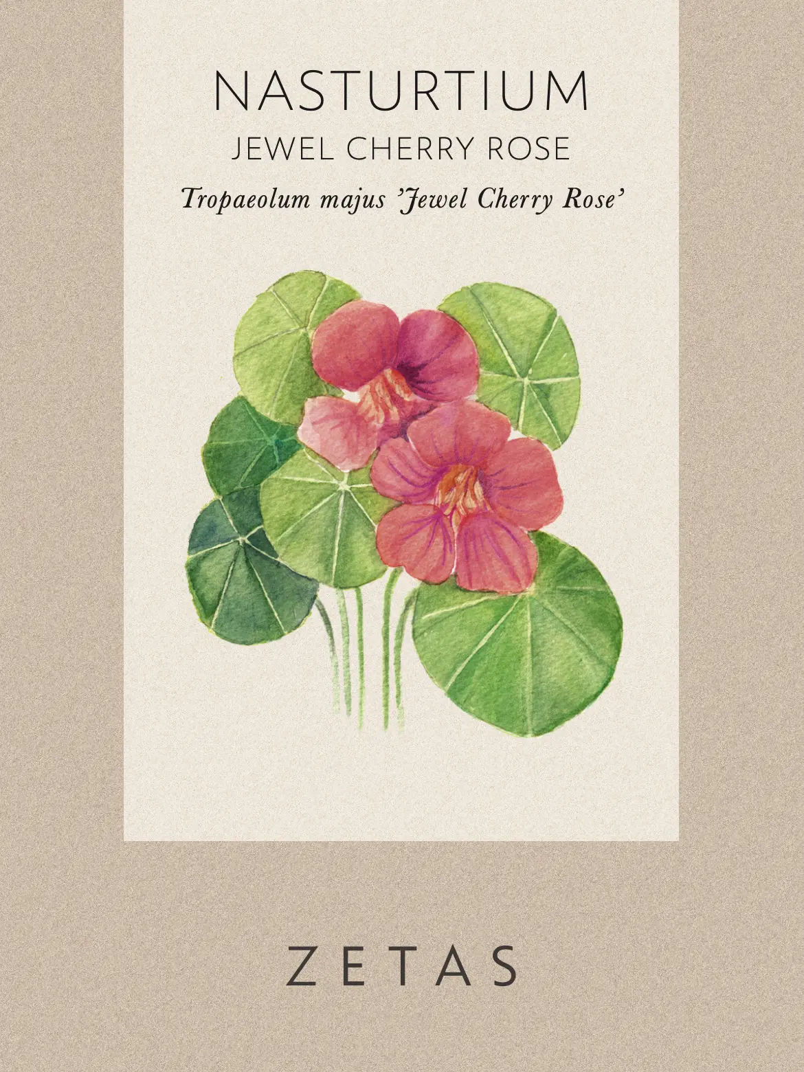 Dvärgkrasse 'Jewel Cherry Rose' - Image 6
