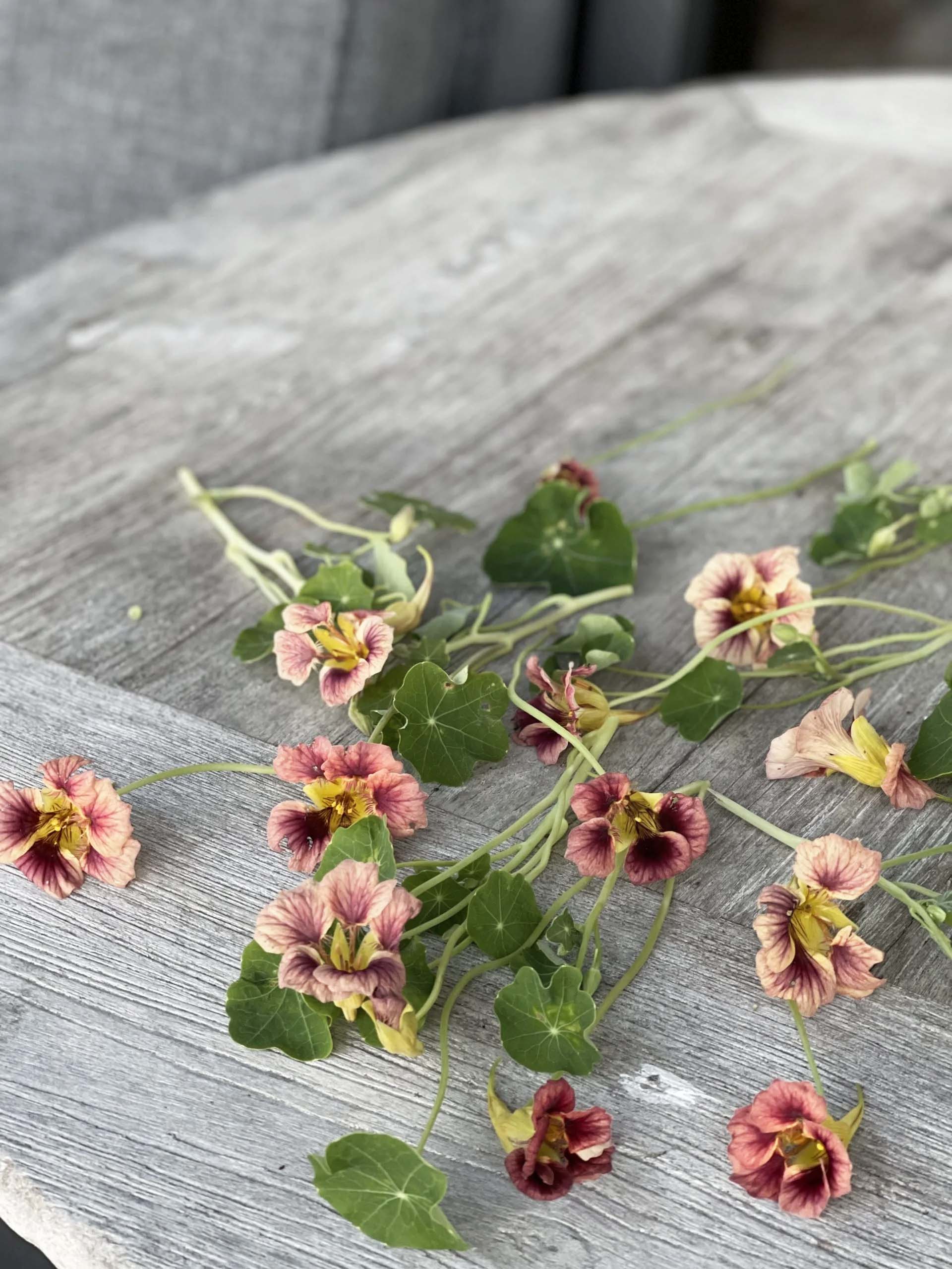 Dvärgkrasse 'Ladybird Rose' - Image 3