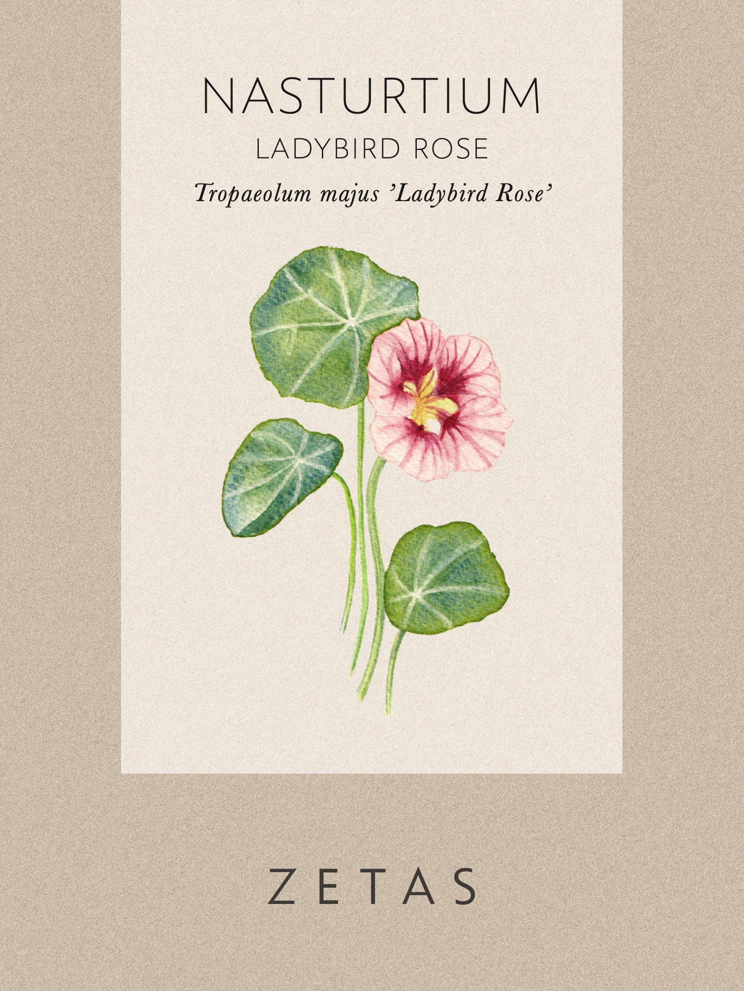 Dvärgkrasse 'Ladybird Rose' - Image 4