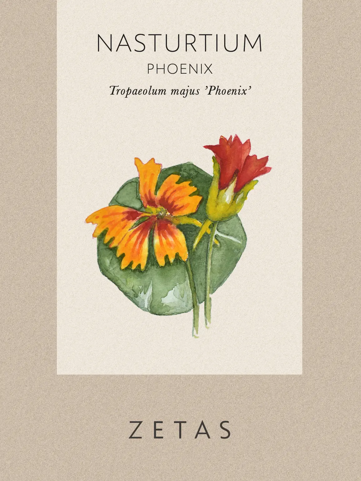 Dvärgkrasse 'Phoenix' - Image 3