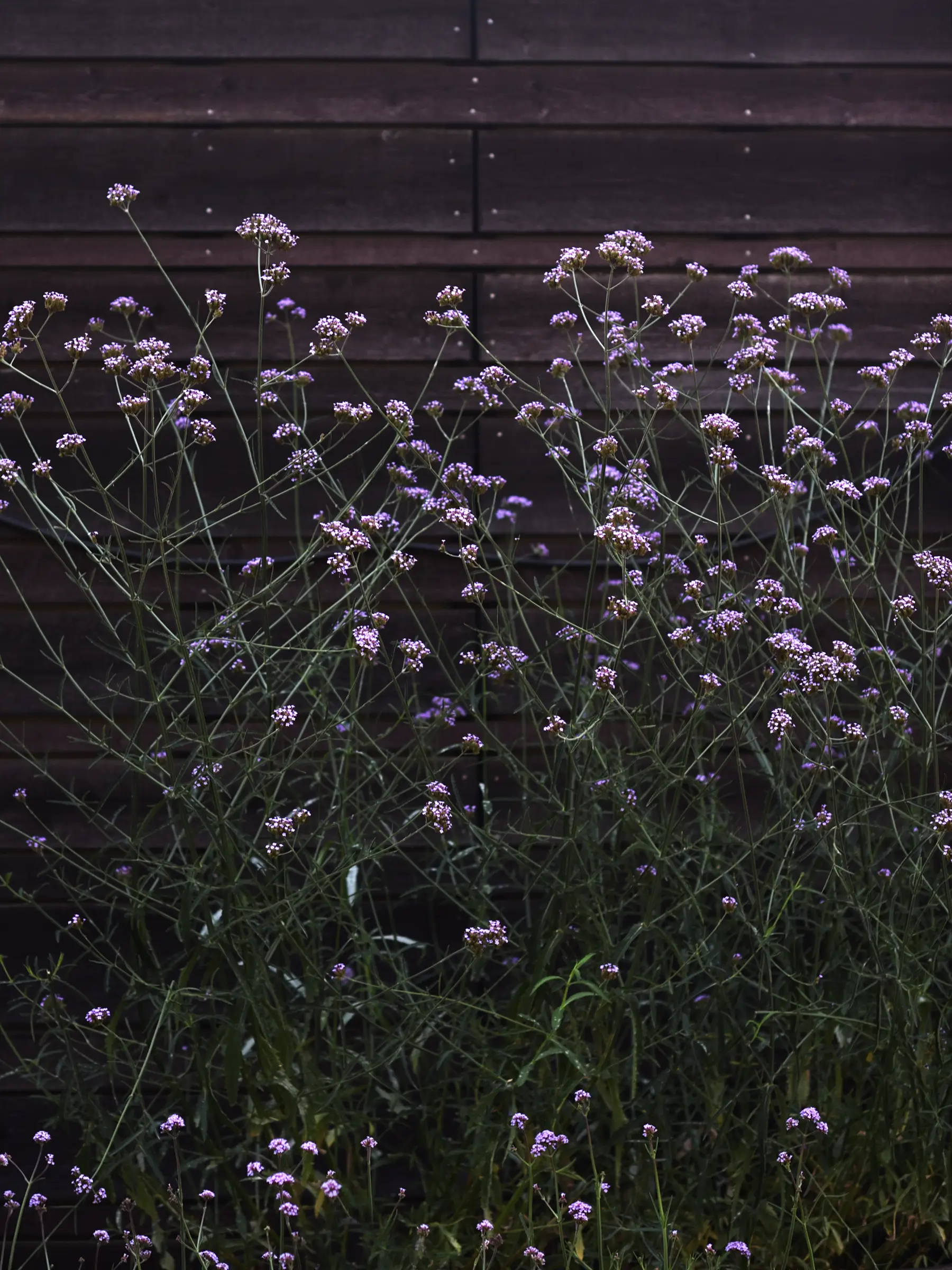 Jätteverbena 'Purple Haze' - Image 2