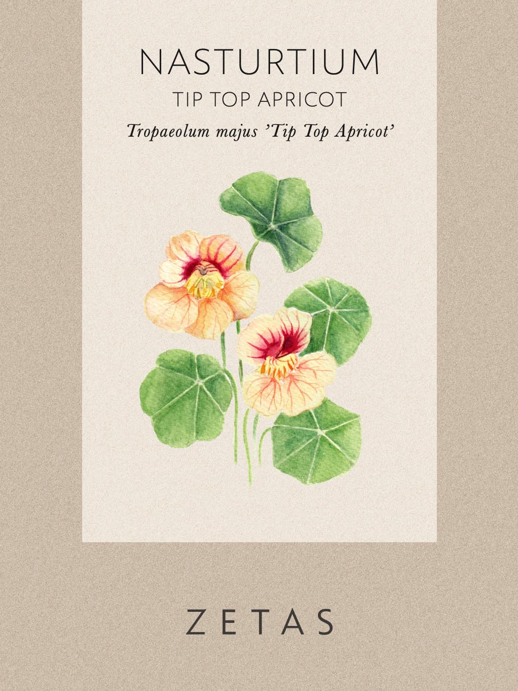 Dvärgkrasse 'Tip Top Apricot' - Image 7