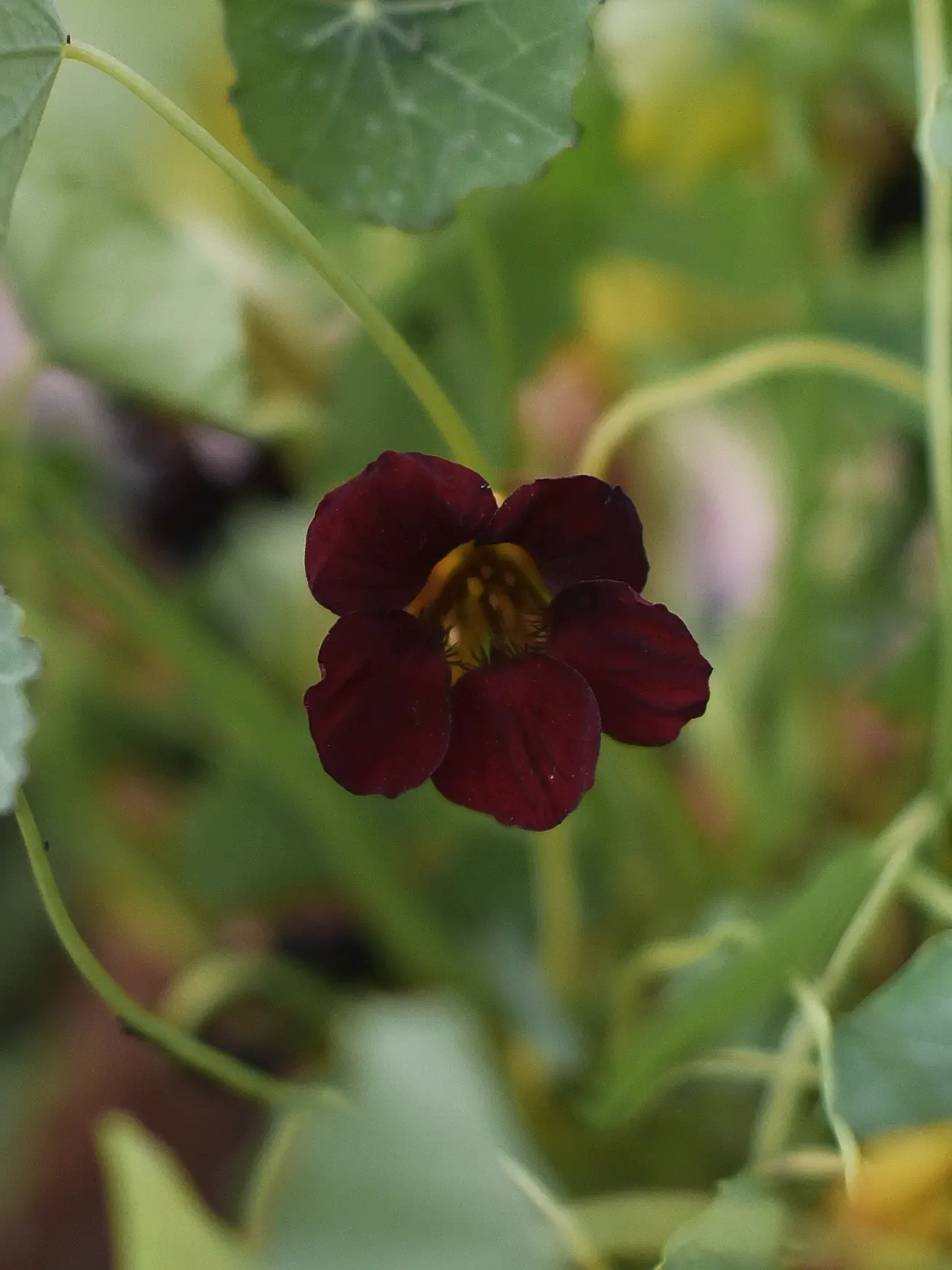 Dvärgkrasse 'Troika Velvet' - Image 2