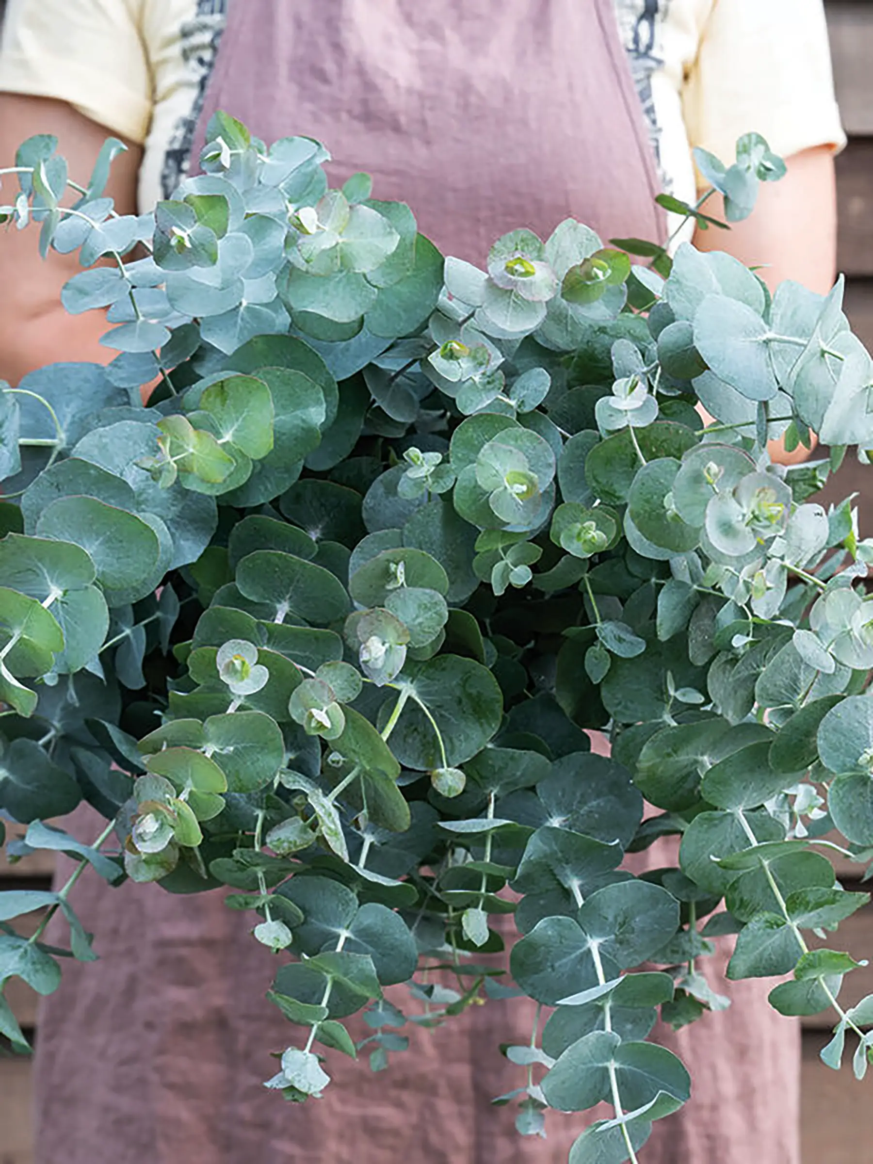 Eukalyptus 'Silver Dollar' - Image 2