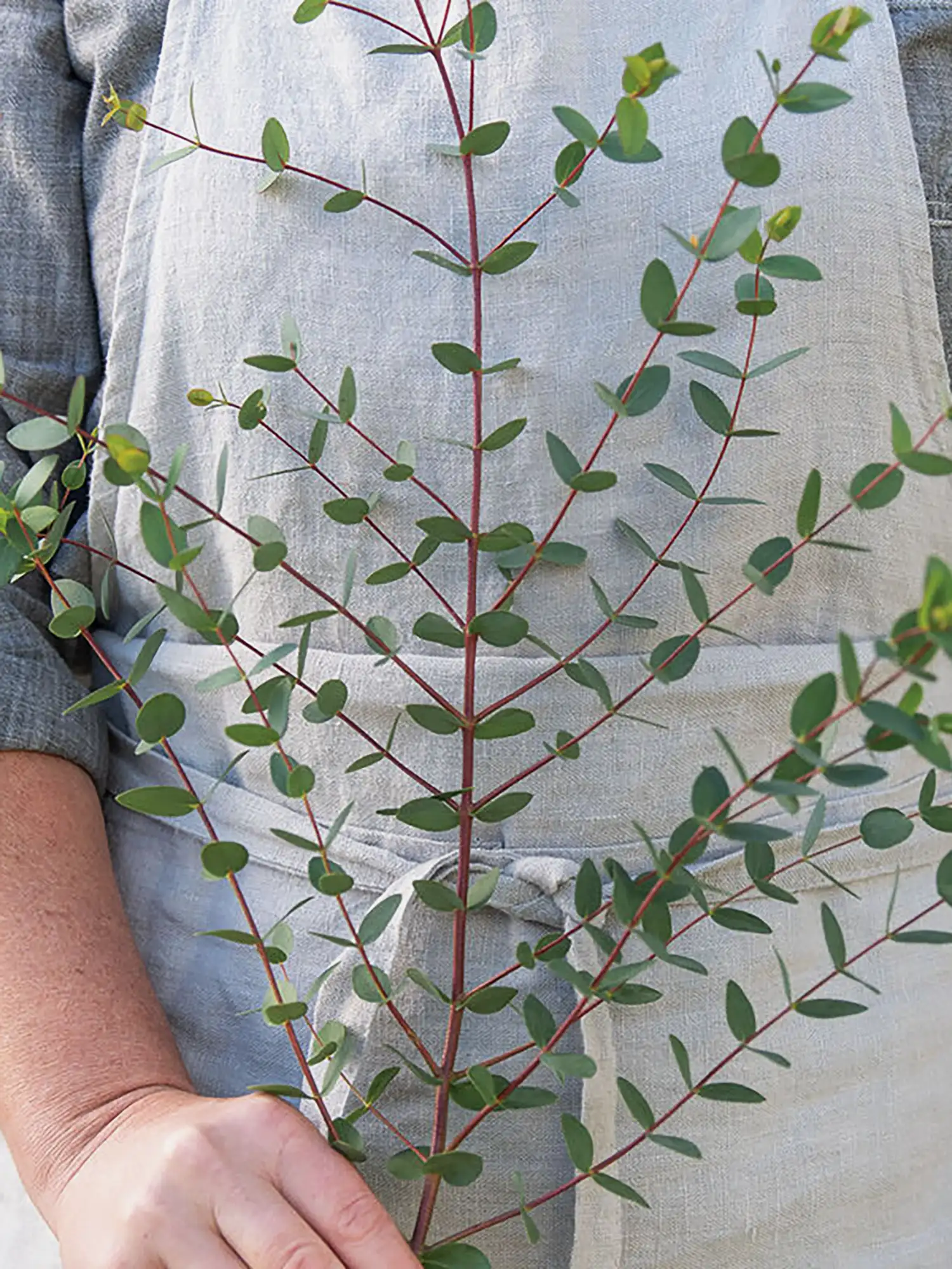 Eukalyptus Parvula - Image 2