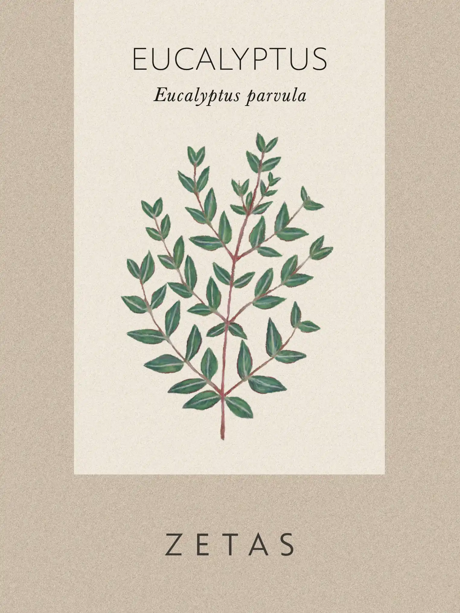 Eukalyptus Parvula - Image 3