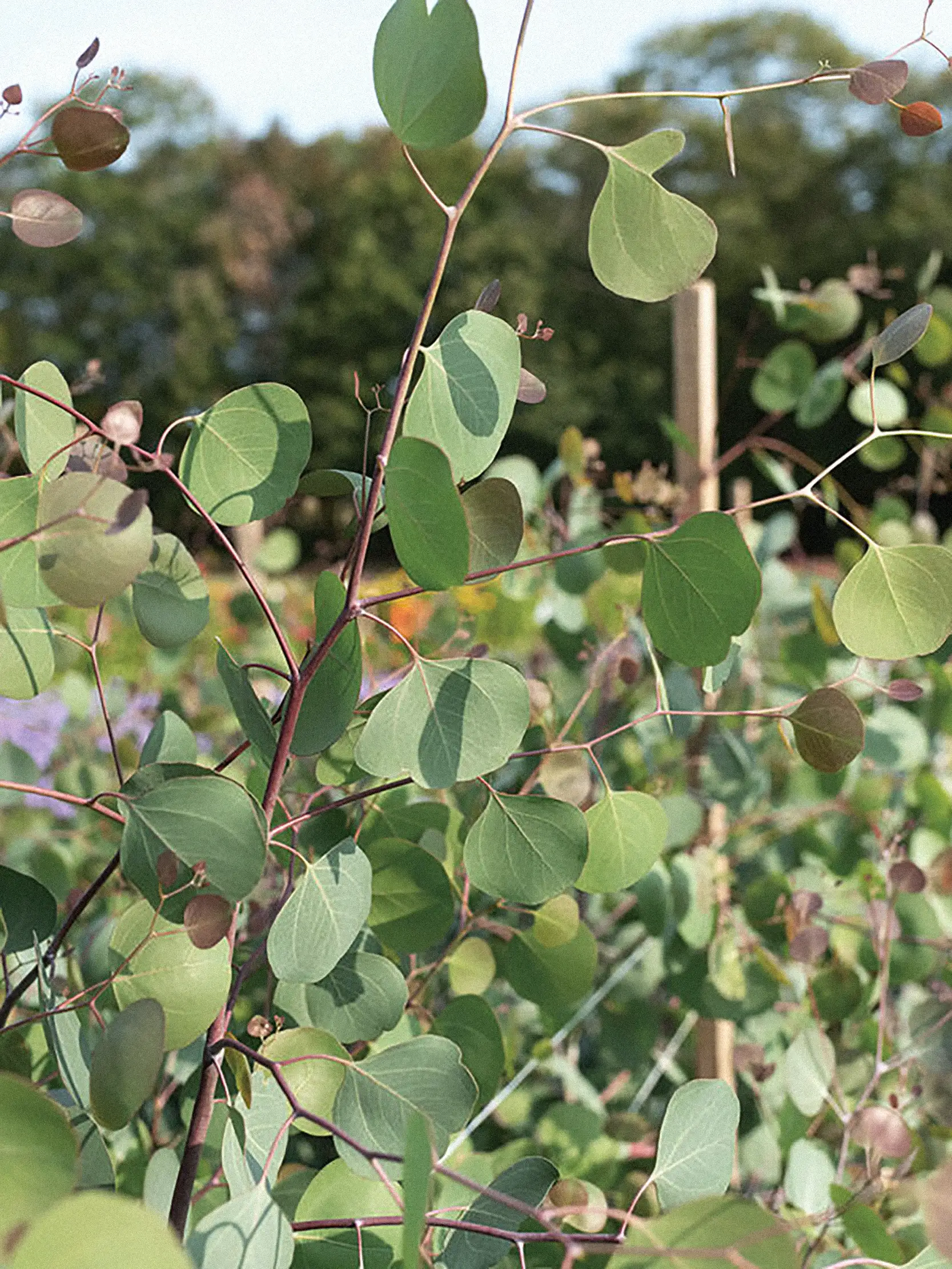 Eukalyptus Polyanthemos - Image 2