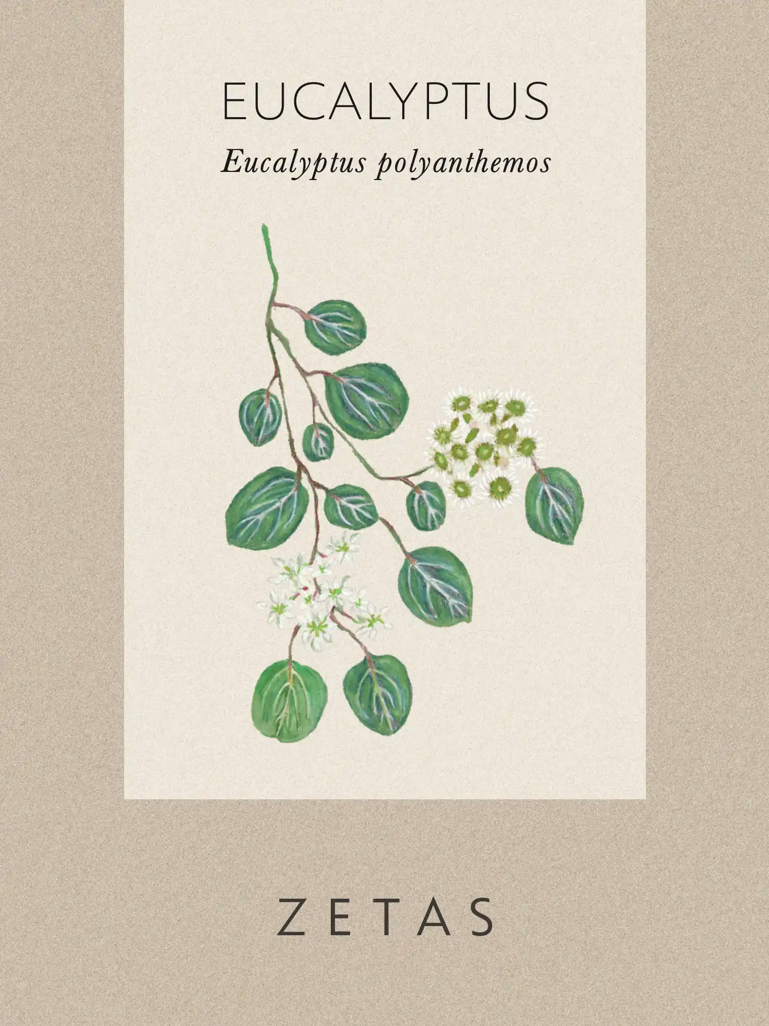 Eukalyptus Polyanthemos - Image 3