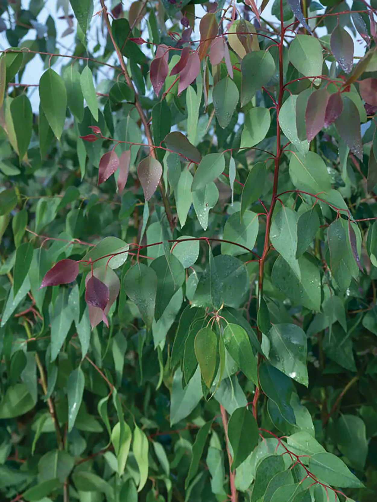 Eukalyptus  Tereticornus - Image 2