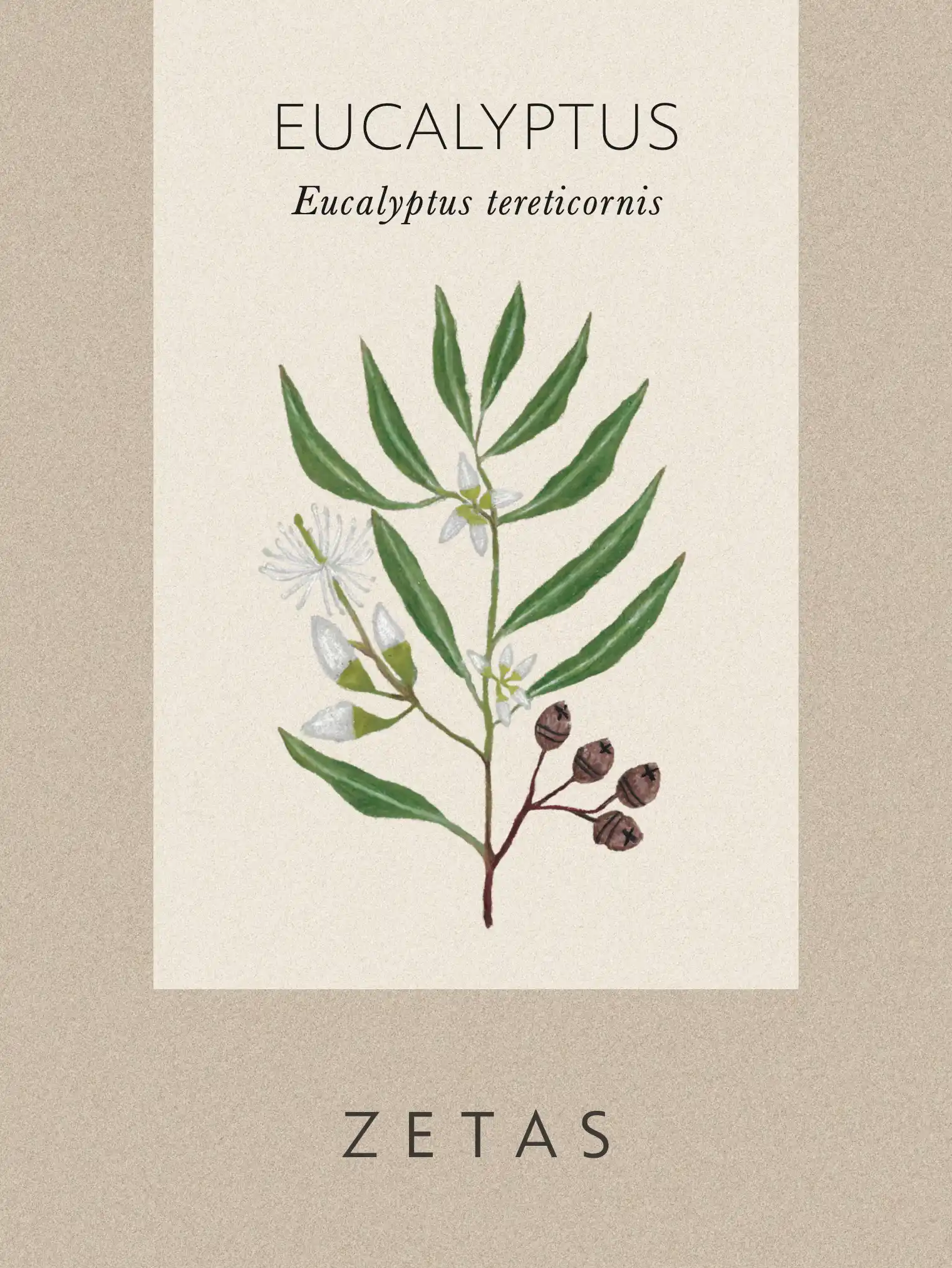 Eukalyptus  Tereticornus - Image 3