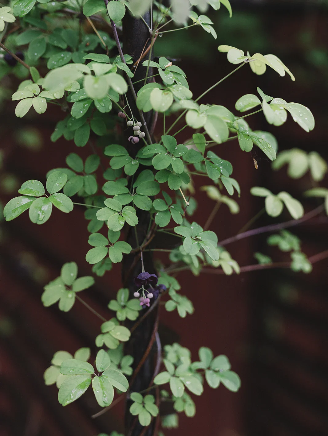 Miniatyrbild 1