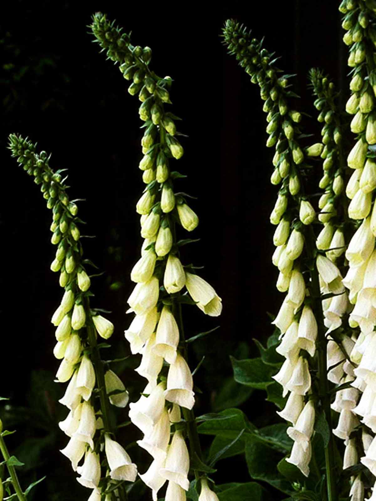 Fingerborgsblomma 'Alba' - Image 2
