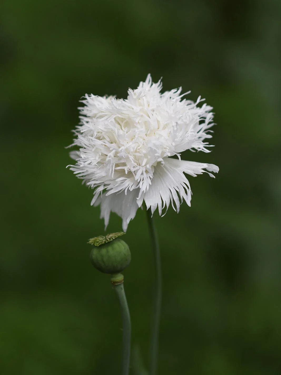 Miniatyrbild 1
