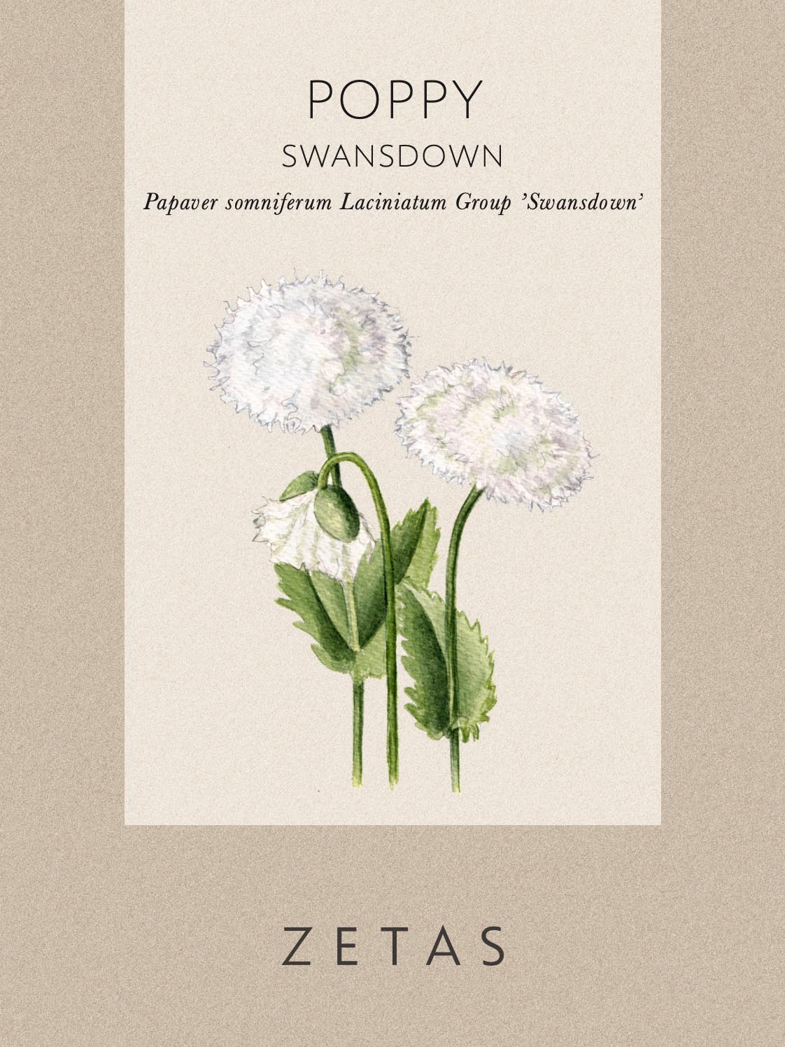 Fjädervallmo 'Swansdown' - Image 4