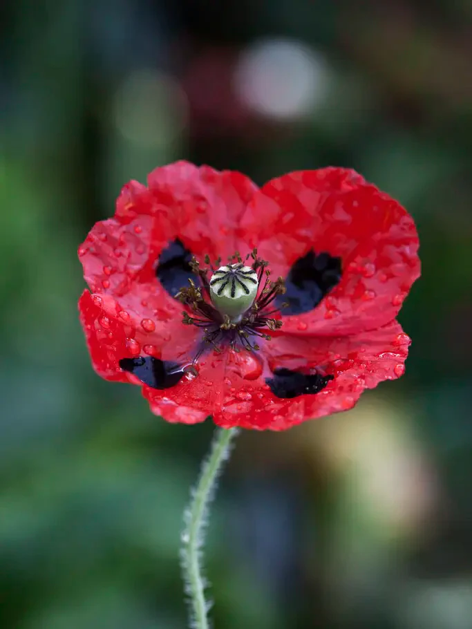 Miniatyrbild 1