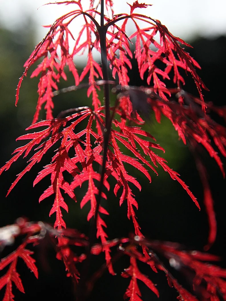 Flikbladig japansk lönn 'Garnet' - Image 3