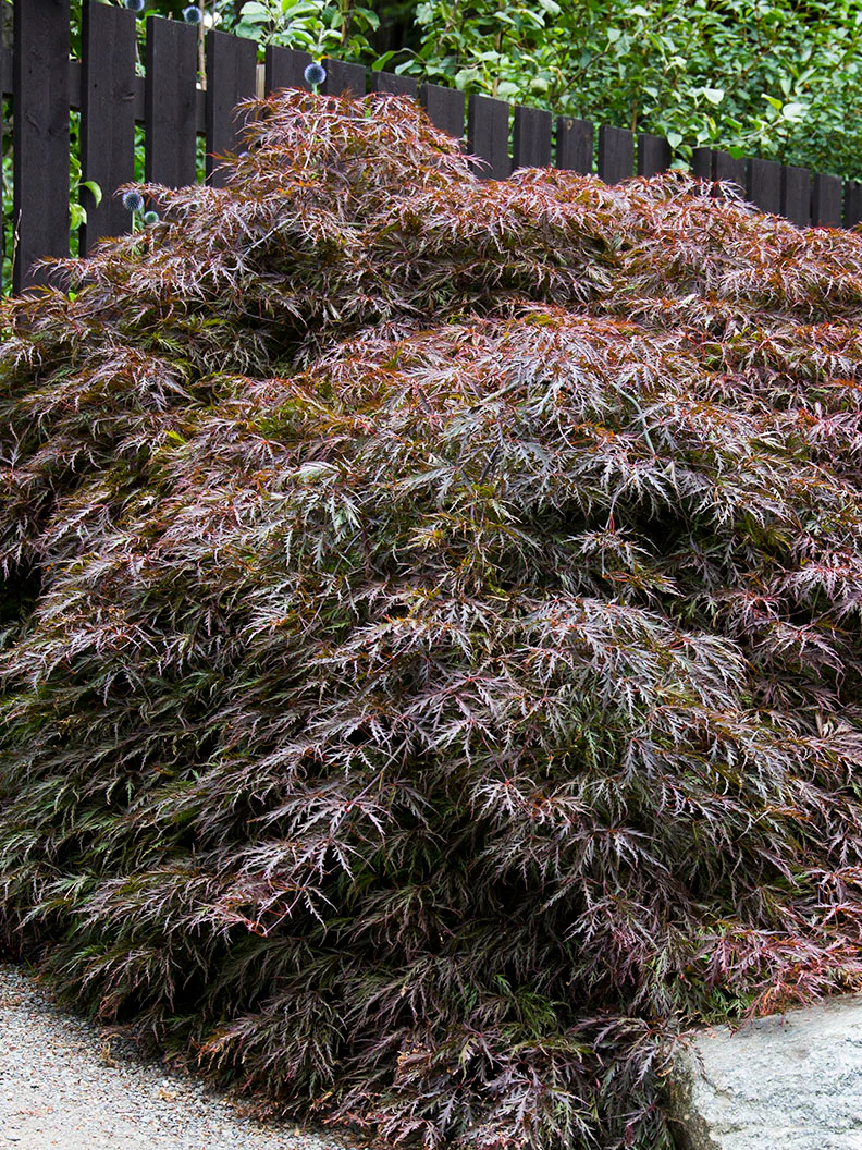 Flikbladig japansk lönn 'Garnet' - Image 4