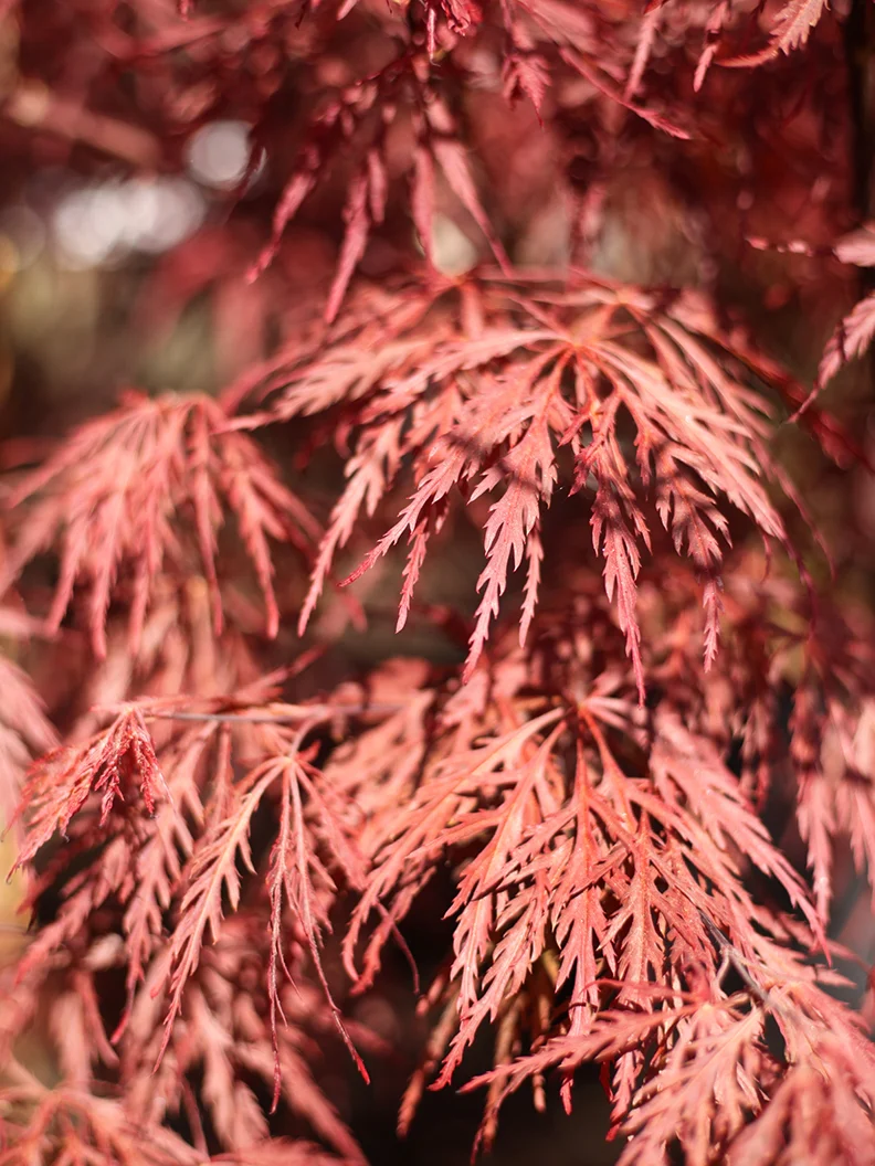 Flikbladig japansk lönn 'Garnet' - Image 5
