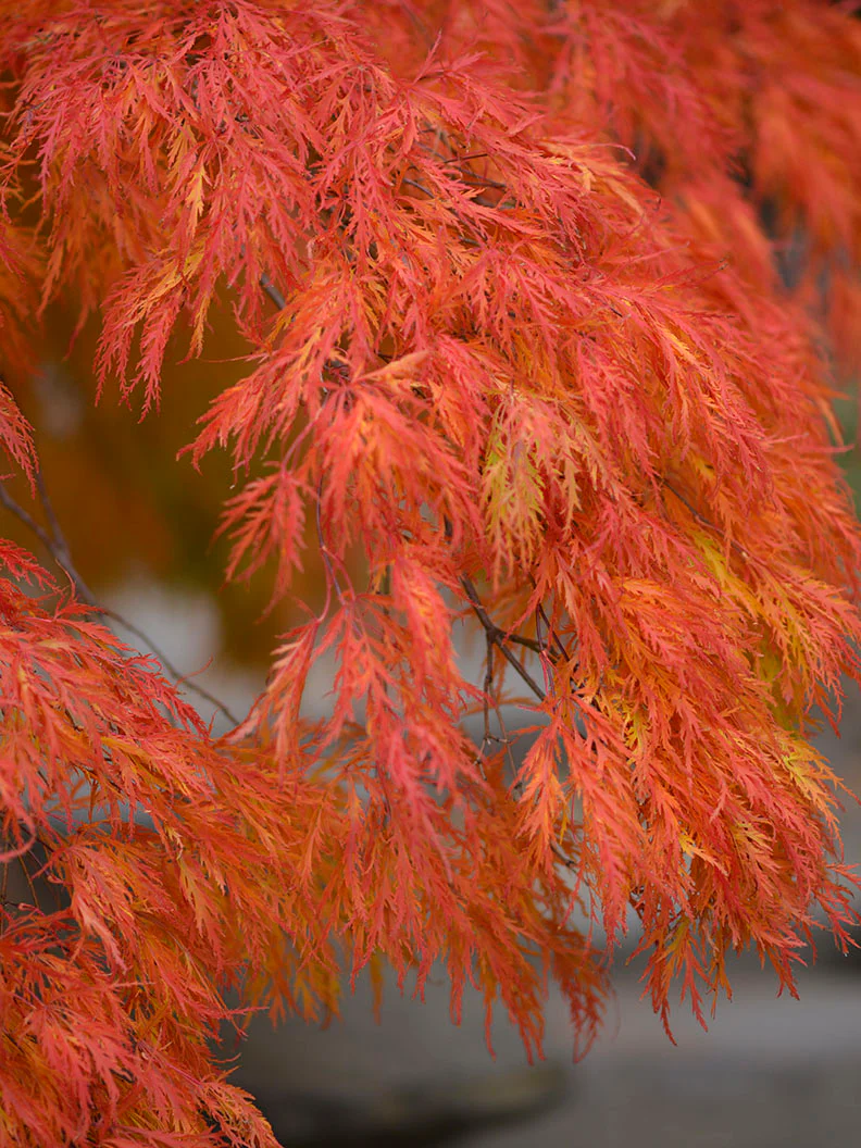 Flikbladig japansk lönn 'Garnet' - Image 6
