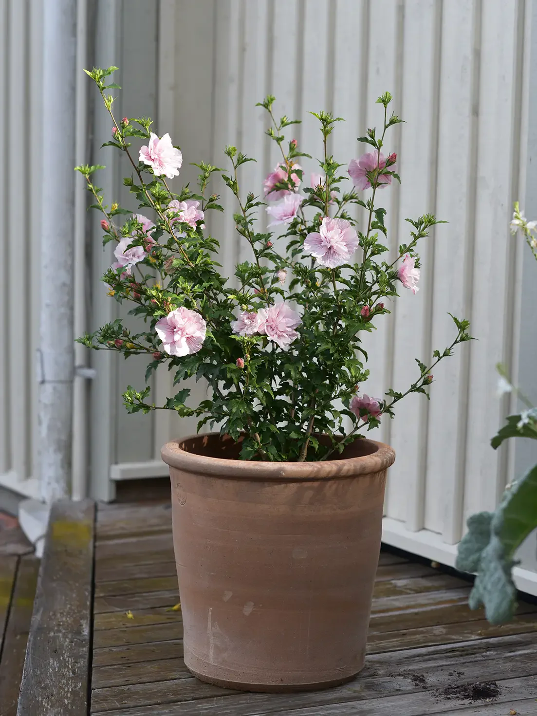 Hibiscus 'Pink Chiffon' - Image 3