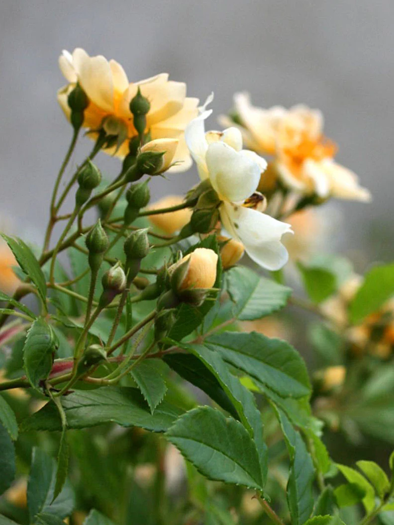 Fylld honungsros 'Hybrida' - Image 3