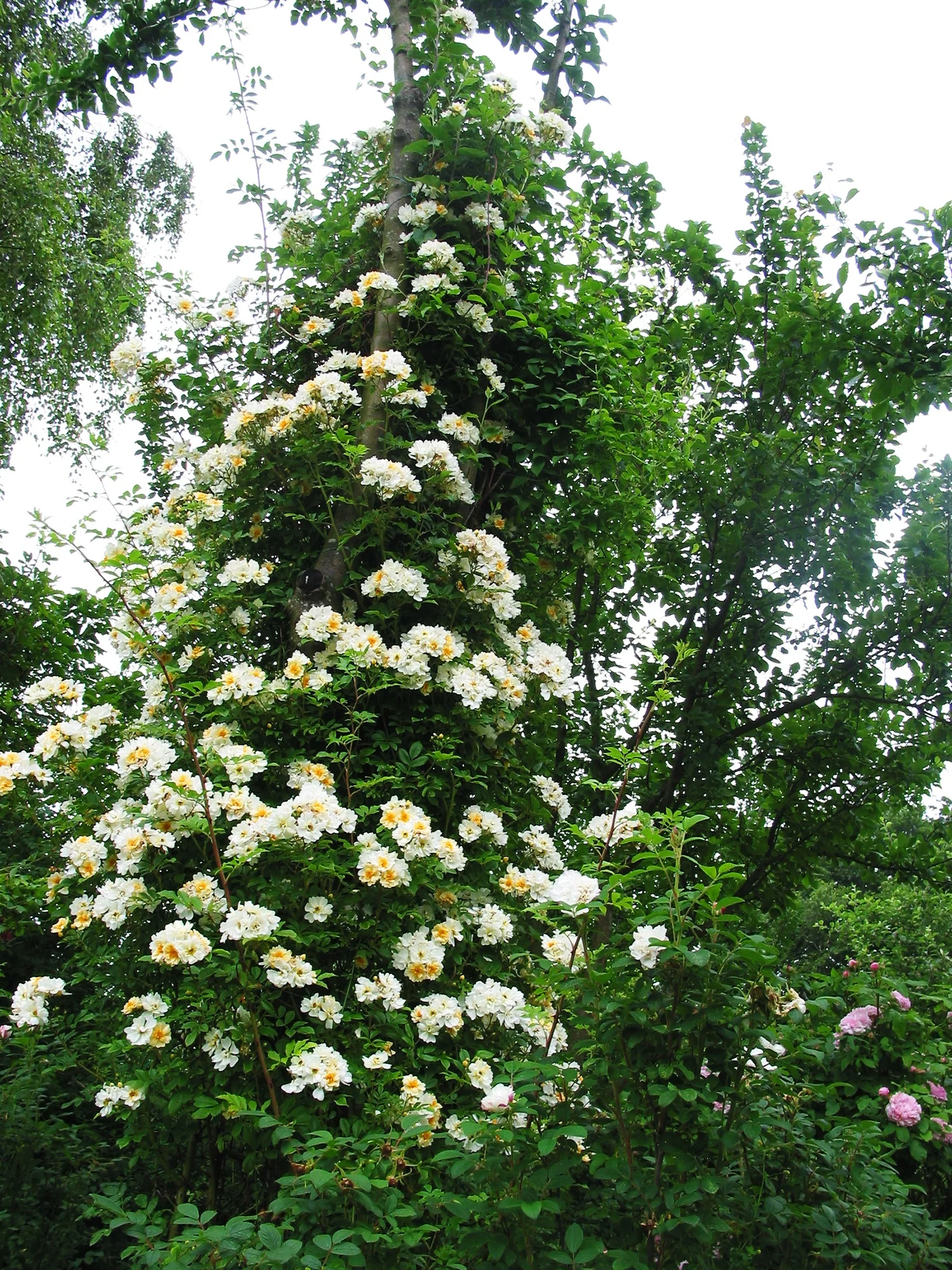 Fylld honungsros 'Hybrida' - Image 5