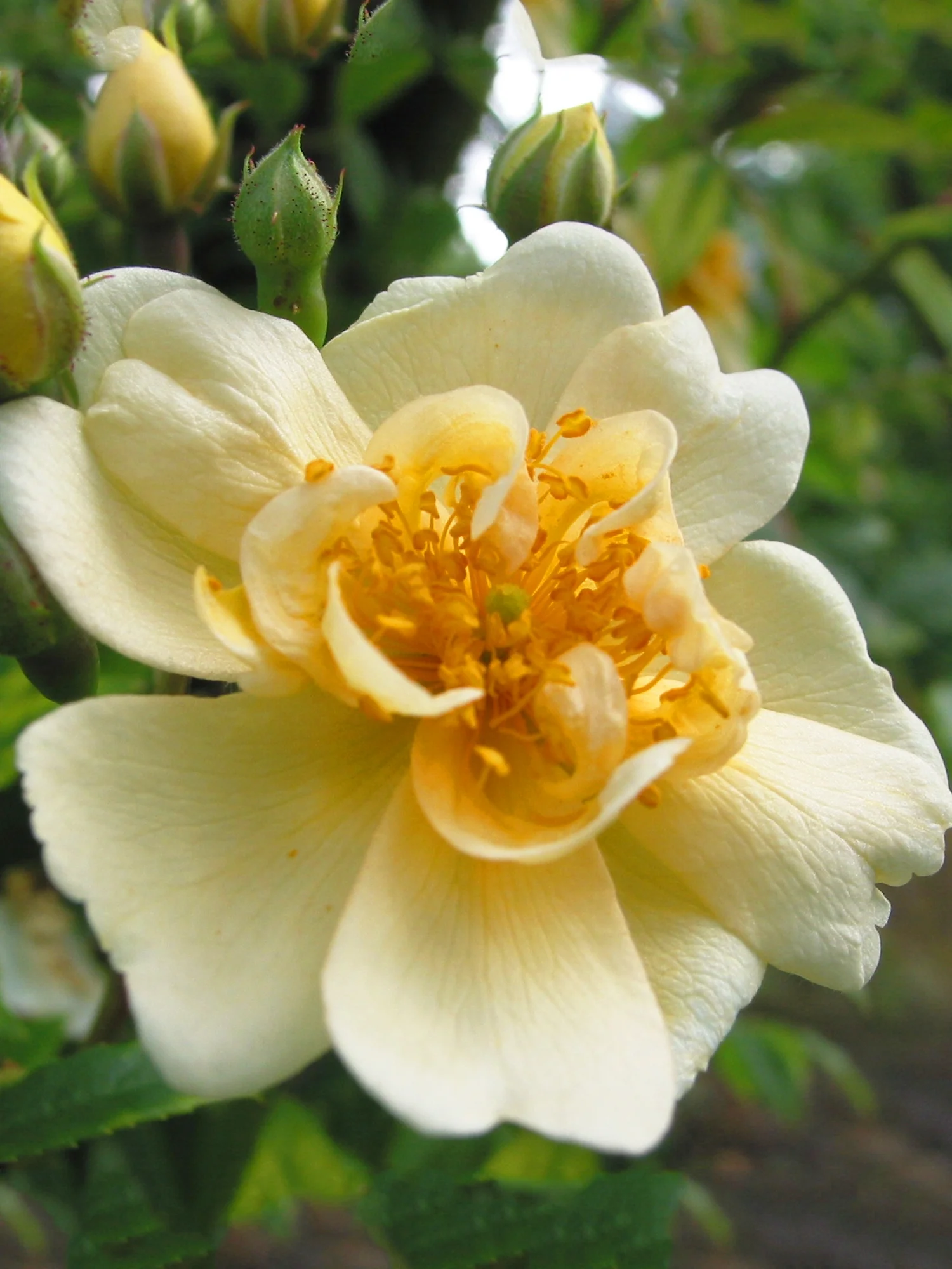 Fylld honungsros 'Hybrida' - Image 6