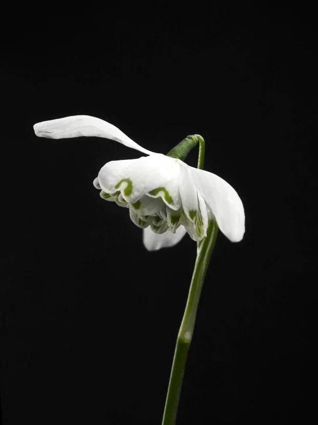 Miniatyrbild 1